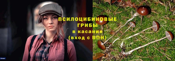 прущие грибы Ростов